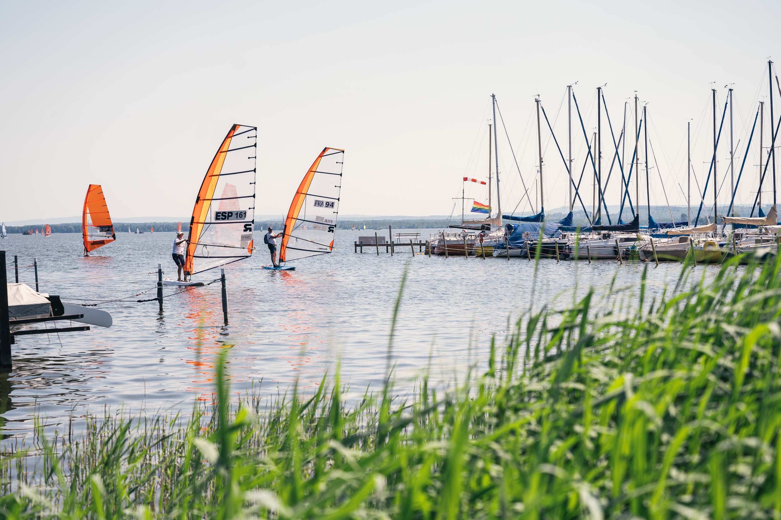 Mehrere Windsurfer mit orangefarbenen Segeln gleiten auf einem See nahe einem Steg mit vielen liegenden Segelbooten, fotografiert durch hohes grünes Schilf im Vordergrund.